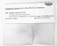 Heterobasidion annosum image